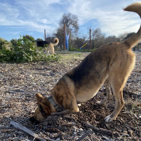 FREYA, an adoptable Shepherd, Mixed Breed in Point Richmond, CA, 94801 | Photo Image 5