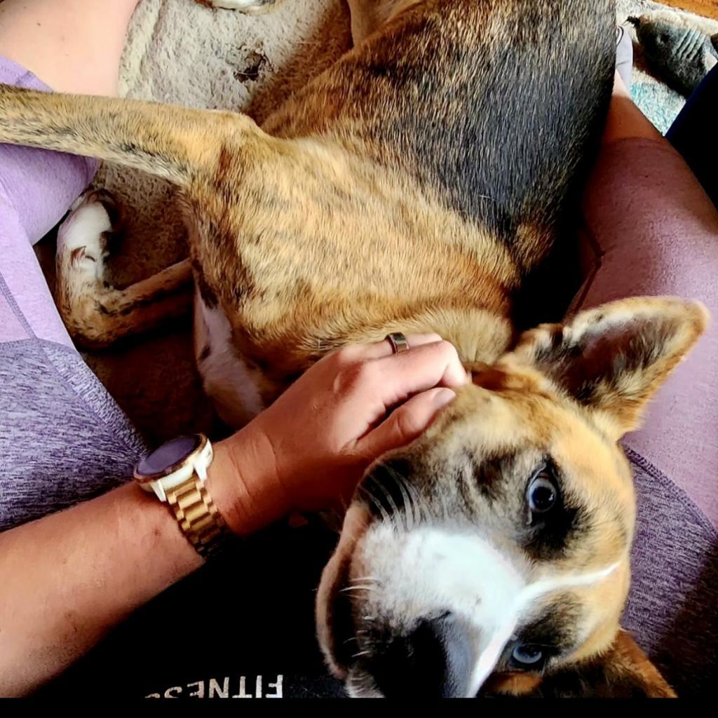 FREYA, an adoptable Shepherd, Mixed Breed in Point Richmond, CA, 94801 | Photo Image 5