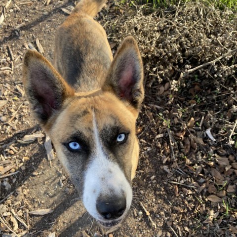 FREYA, an adoptable Shepherd, Mixed Breed in Point Richmond, CA, 94801 | Photo Image 6