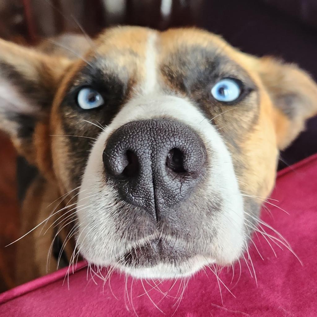 FREYA, an adoptable Shepherd, Mixed Breed in Point Richmond, CA, 94801 | Photo Image 6