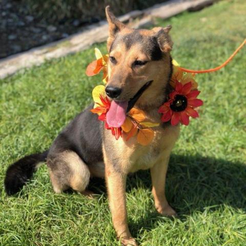 BUNNY, an adoptable Shepherd, Collie in Point Richmond, CA, 94801 | Photo Image 1