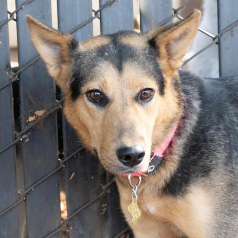 BUNNY, an adoptable Shepherd, Collie in Point Richmond, CA, 94801 | Photo Image 2