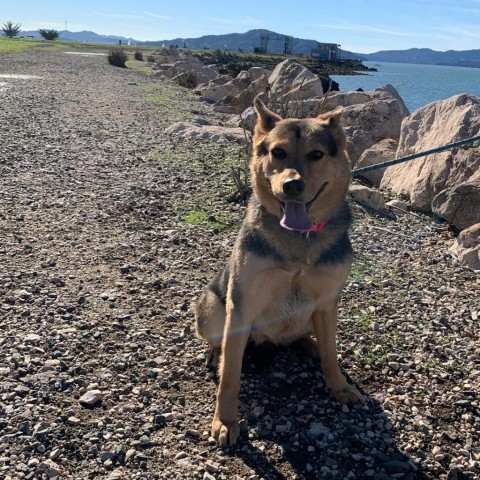 BUNNY, an adoptable Shepherd, Collie in Point Richmond, CA, 94801 | Photo Image 3