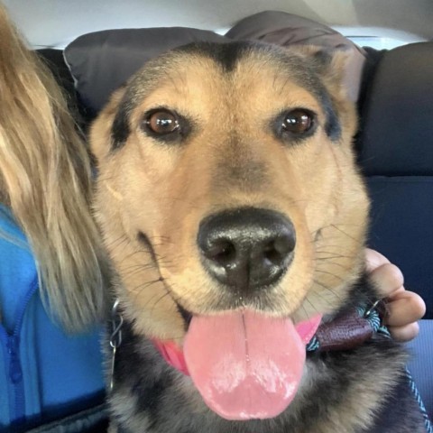 BUNNY, an adoptable Shepherd, Collie in Point Richmond, CA, 94801 | Photo Image 4