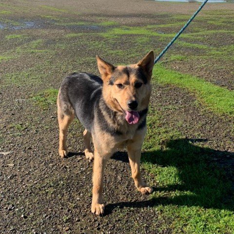 BUNNY, an adoptable Shepherd, Collie in Point Richmond, CA, 94801 | Photo Image 5