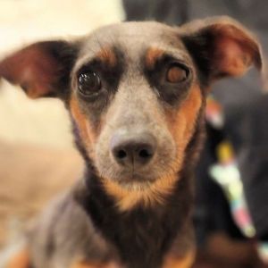 PERSONALITY sweet smart BREED dachshund mix AGE  2-3 years WEIGHT 15lbs Rescued from the Fresno