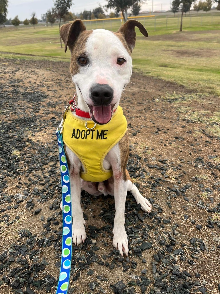 CAMERON, an adoptable Boxer, Terrier in Lemoore, CA, 93245 | Photo Image 1