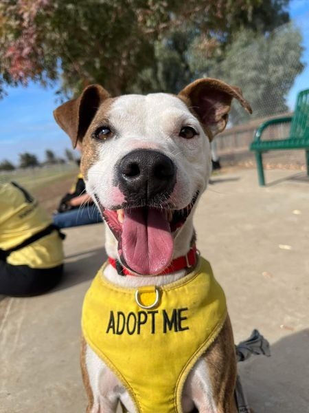 CAMERON, an adoptable Boxer, Terrier in Lemoore, CA, 93245 | Photo Image 2