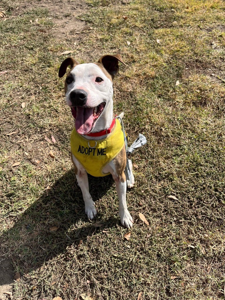 CAMERON, an adoptable Boxer, Terrier in Lemoore, CA, 93245 | Photo Image 3