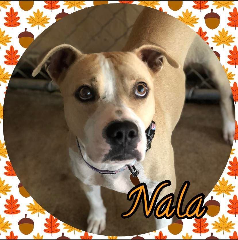 Nala, an adoptable American Bully in Enterprise, AL, 36330 | Photo Image 2