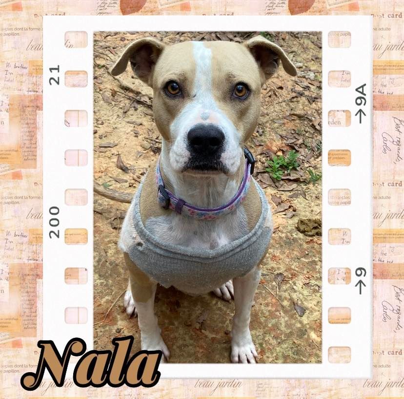 Nala, an adoptable American Bully in Enterprise, AL, 36330 | Photo Image 3