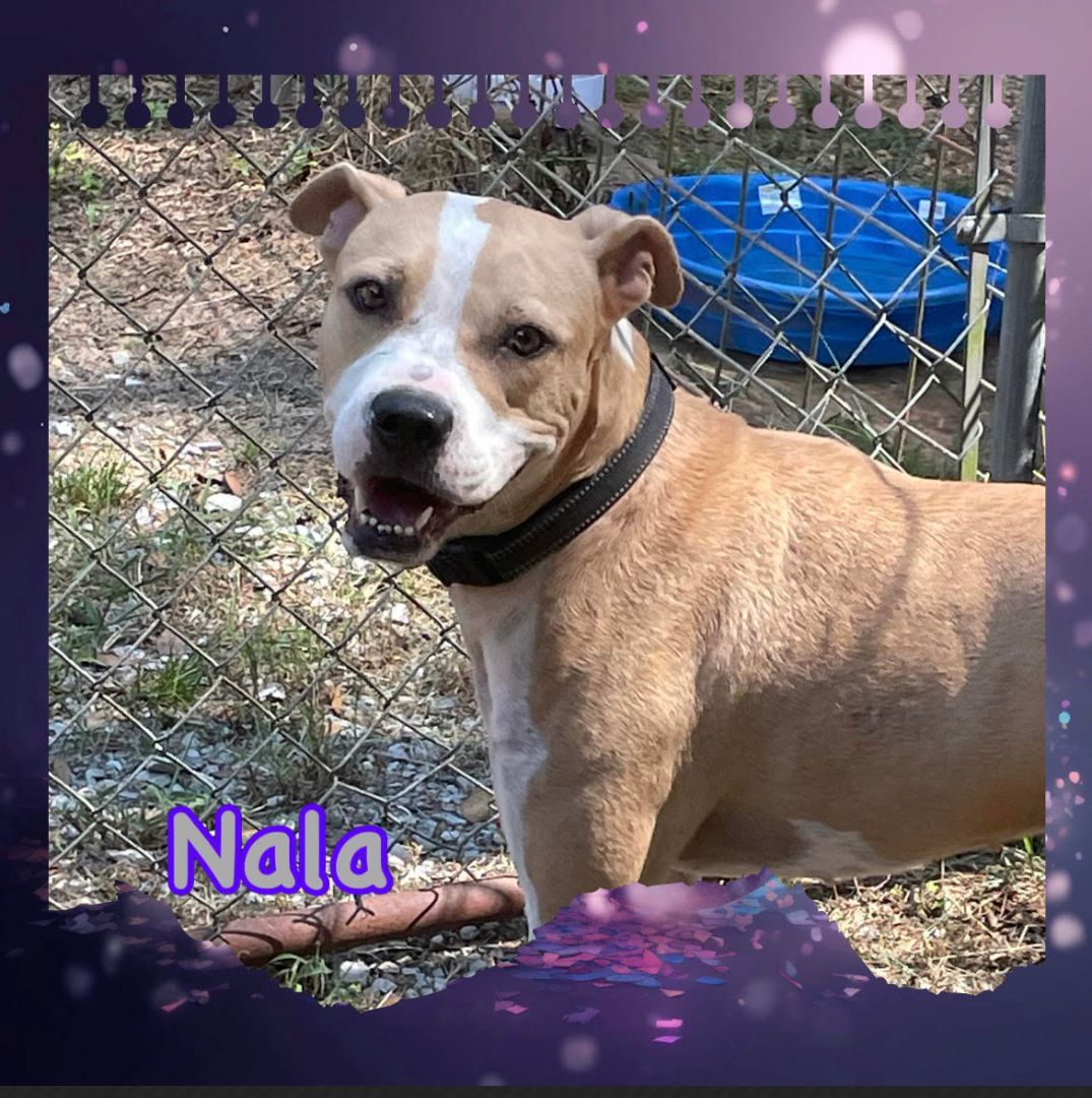 Nala, an adoptable American Bully in Enterprise, AL, 36330 | Photo Image 4