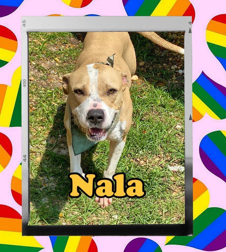 Nala, an adoptable American Bully in Enterprise, AL, 36330 | Photo Image 6