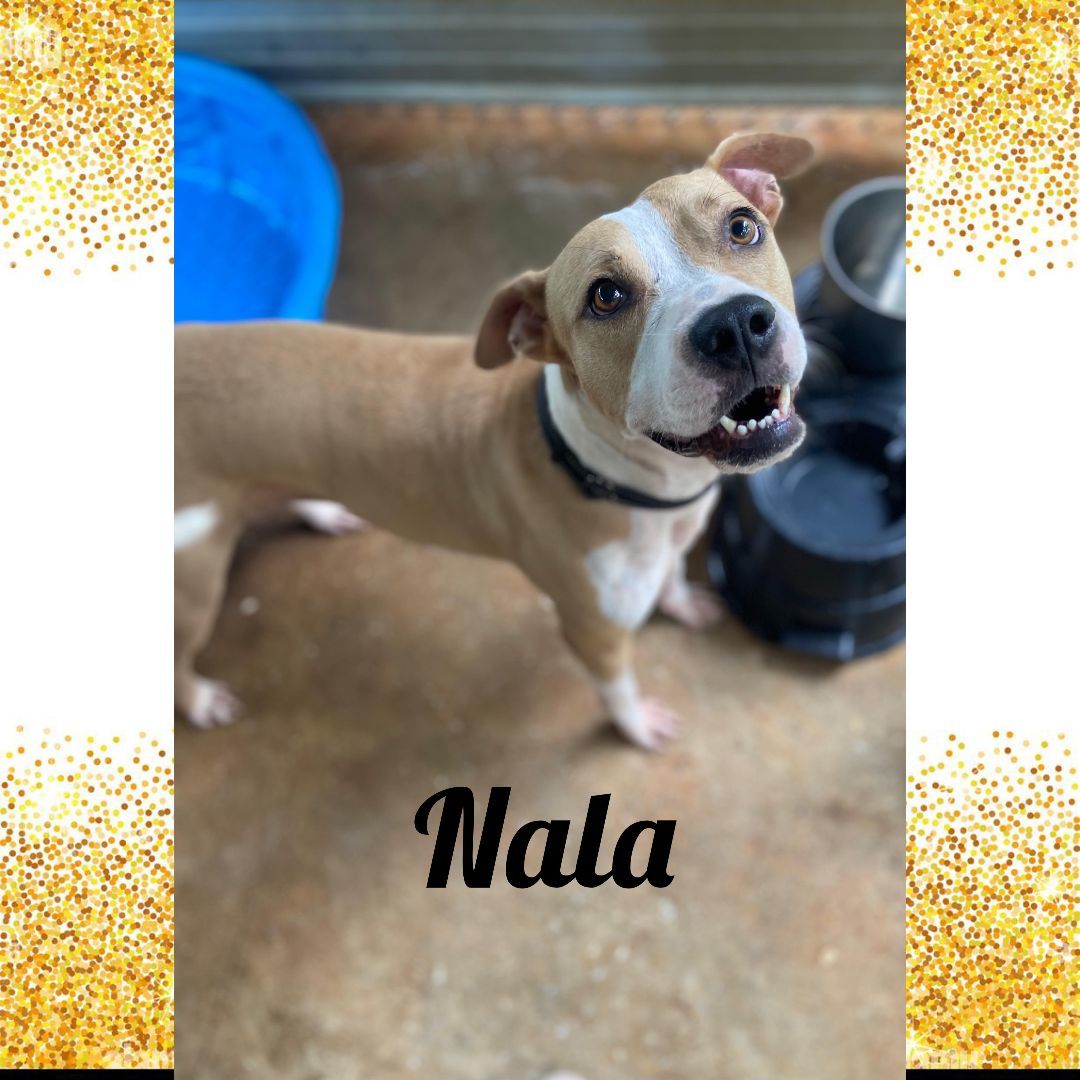 Nala, an adoptable American Bully in Enterprise, AL, 36330 | Photo Image 1