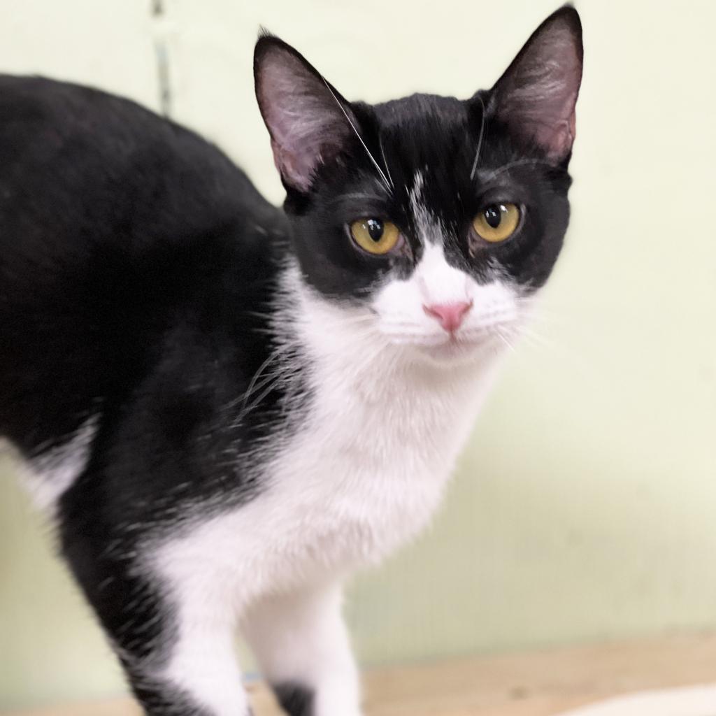 Dusty Bottoms, an adoptable Domestic Short Hair in Mount Juliet, TN, 37122 | Photo Image 1