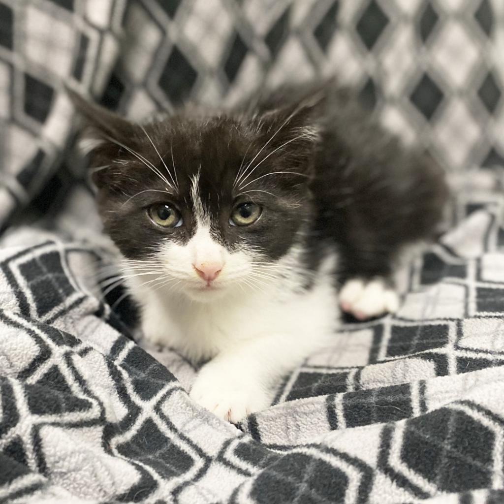 Dusty Bottoms, an adoptable Domestic Short Hair in Mount Juliet, TN, 37122 | Photo Image 2