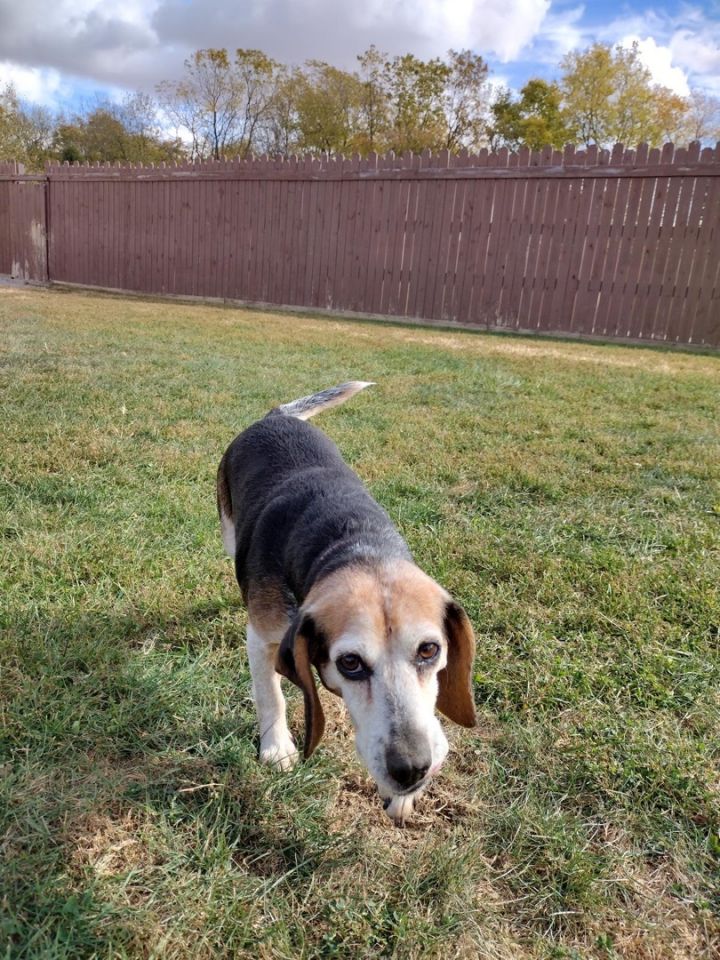 Mindy, an adopted Beagle in South Charleston, OH_image-1