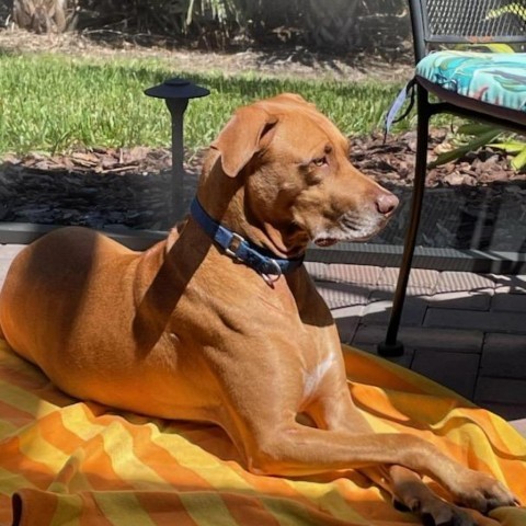 Tucker (Cookie), an adoptable Hound in Port Charlotte, FL, 33980 | Photo Image 1