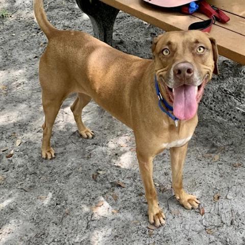 Tucker (Cookie), an adoptable Hound in Port Charlotte, FL, 33980 | Photo Image 2