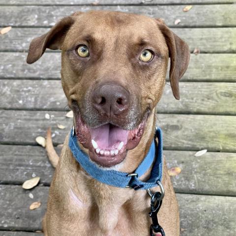 Tucker (Cookie), an adoptable Hound in Port Charlotte, FL, 33980 | Photo Image 2