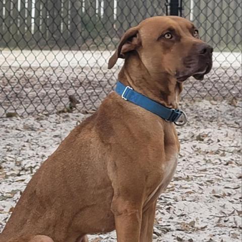 Tucker (Cookie), an adoptable Hound in Port Charlotte, FL, 33980 | Photo Image 2