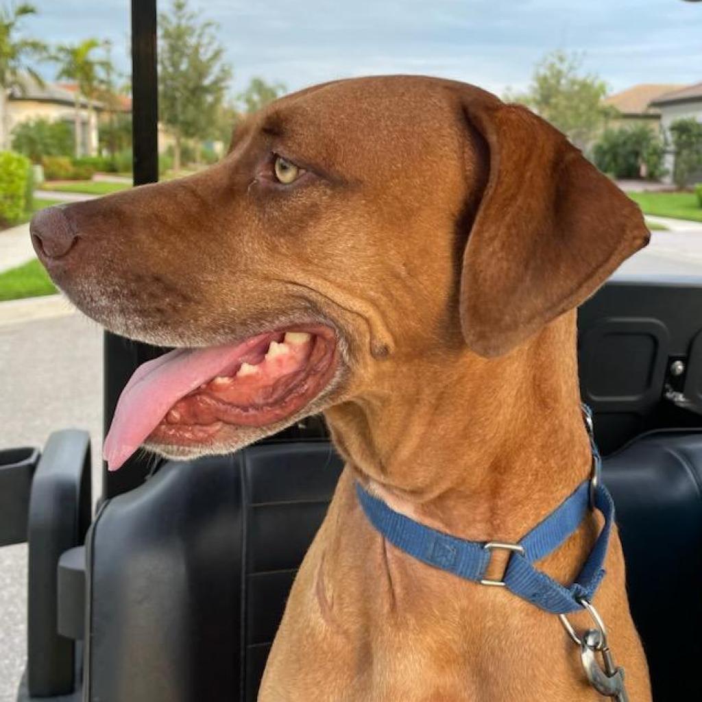 Tucker (Cookie), an adoptable Hound in Port Charlotte, FL, 33980 | Photo Image 2