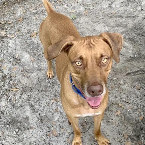 Tucker (Cookie), an adoptable Hound in Port Charlotte, FL, 33980 | Photo Image 3