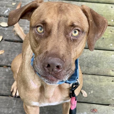 Tucker (Cookie), an adoptable Hound in Port Charlotte, FL, 33980 | Photo Image 3