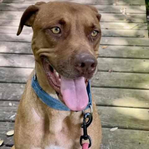 Tucker (Cookie), an adoptable Hound in Port Charlotte, FL, 33980 | Photo Image 3