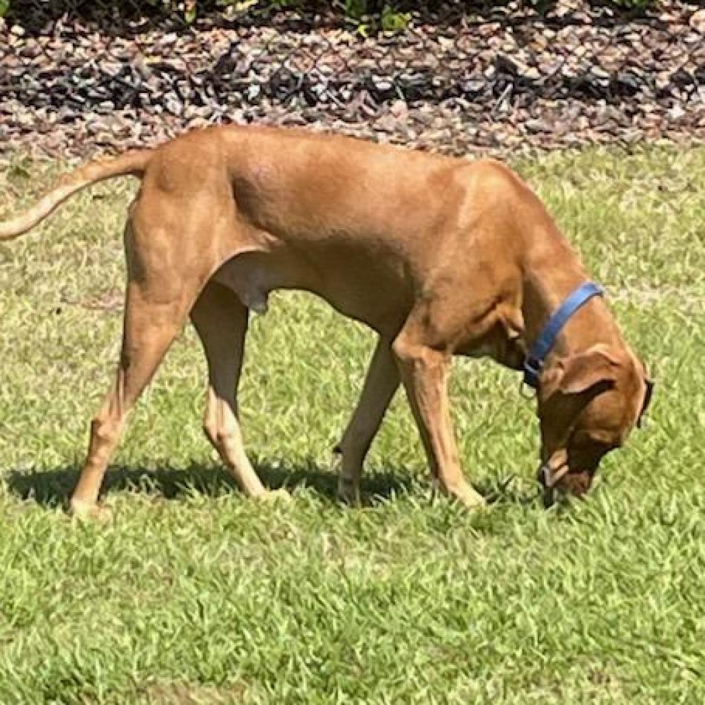 Tucker (Cookie), an adoptable Hound in Port Charlotte, FL, 33980 | Photo Image 3