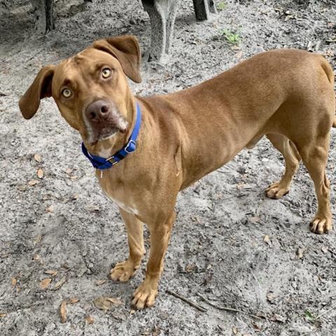 Tucker (Cookie), an adoptable Hound in Port Charlotte, FL, 33980 | Photo Image 4