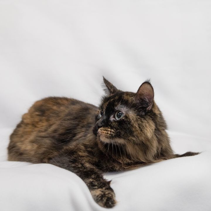 Mazie, an adoptable Domestic Long Hair in Manchester, MI_image-2