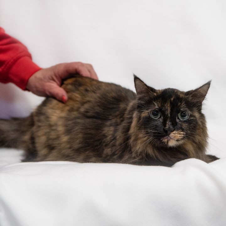 Mazie, an adoptable Domestic Long Hair in Manchester, MI_image-1