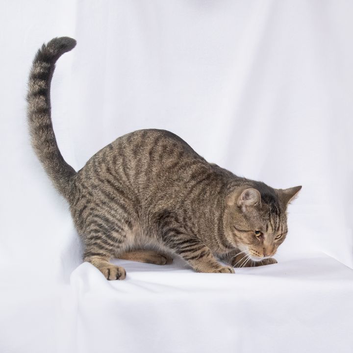 Dexter, an adoptable Domestic Short Hair in Manchester, MI_image-2