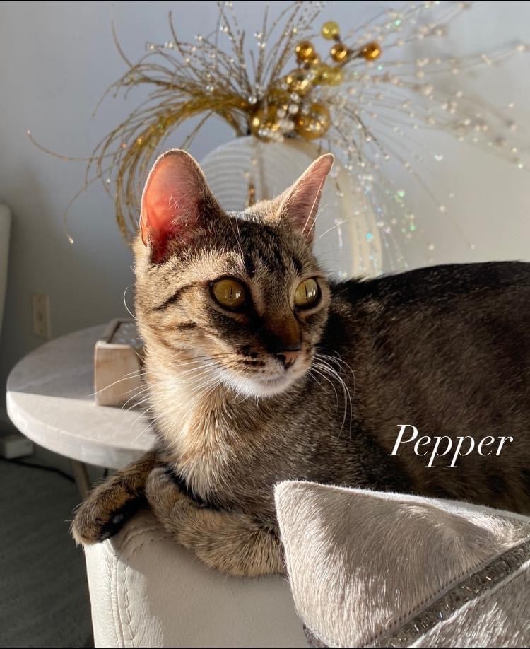 Pepper , an adoptable Domestic Short Hair, Bengal in Turnersville, NJ, 08012 | Photo Image 4