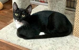 Rufus