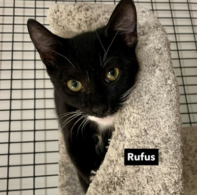 Rufus, an adoptable Domestic Short Hair in West Hills, CA, 91307 | Photo Image 2