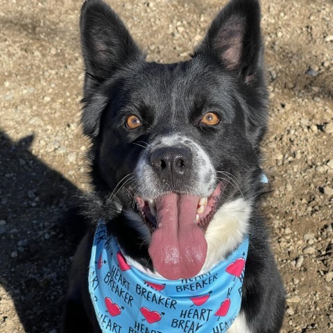 Sport, an adoptable Collie in Taos, NM, 87571 | Photo Image 1