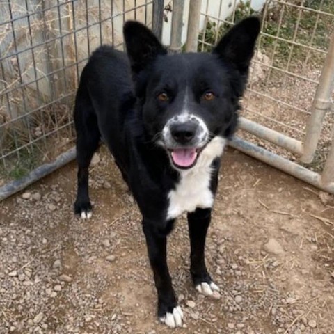 Sport, an adoptable Collie in Taos, NM, 87571 | Photo Image 2