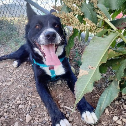 Sport, an adoptable Collie in Taos, NM, 87571 | Photo Image 3
