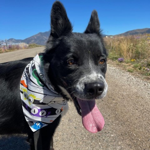 Sport, an adoptable Collie in Taos, NM, 87571 | Photo Image 4