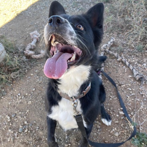 Sport, an adoptable Collie in Taos, NM, 87571 | Photo Image 6