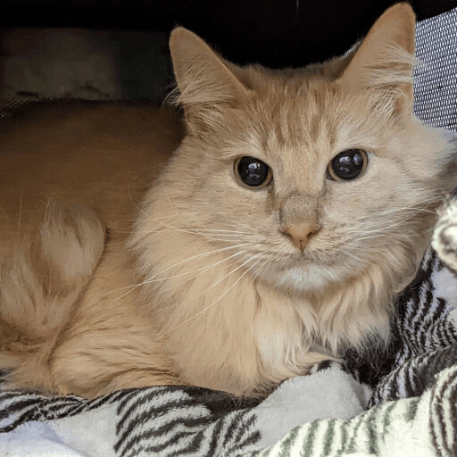 Miso