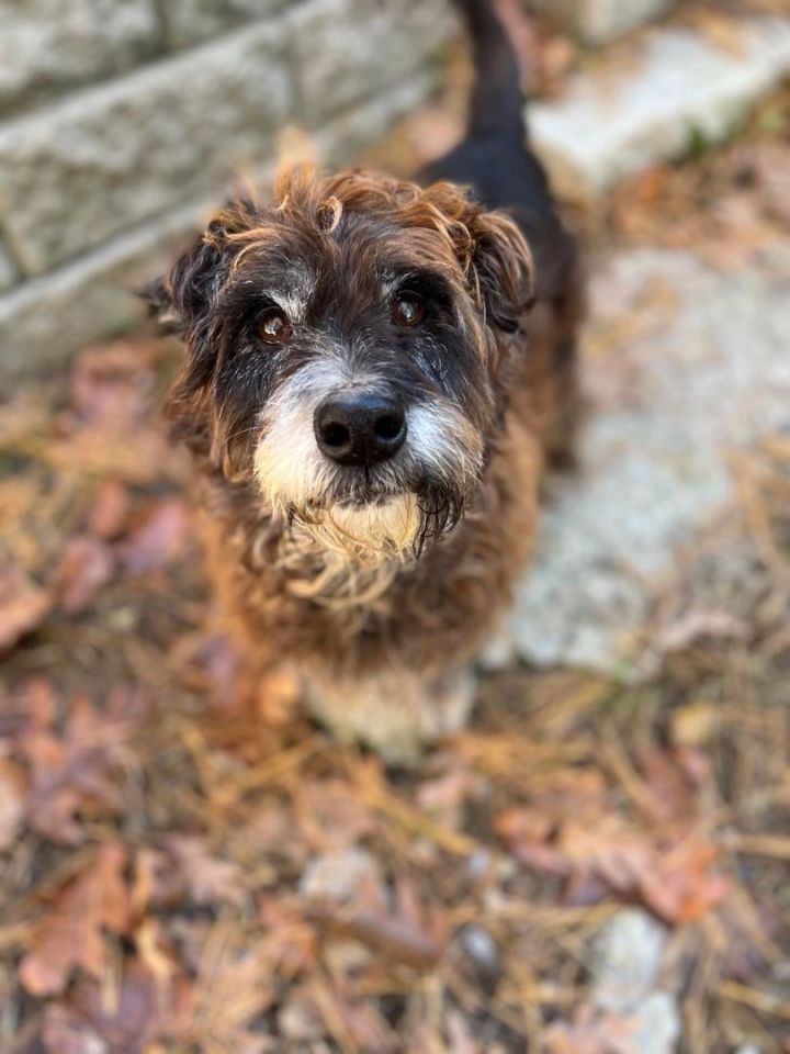 TJ in NH , an adoptable Schnauzer & Cocker Spaniel Mix in Manchester, NH_image-1