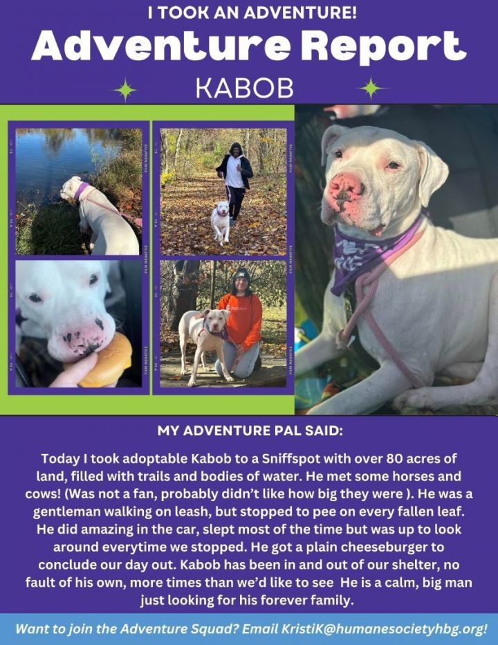 Kabob (Titan) *Foster to Adopt*, an adopted Dogo Argentino Mix in Harrisburg, PA_image-3
