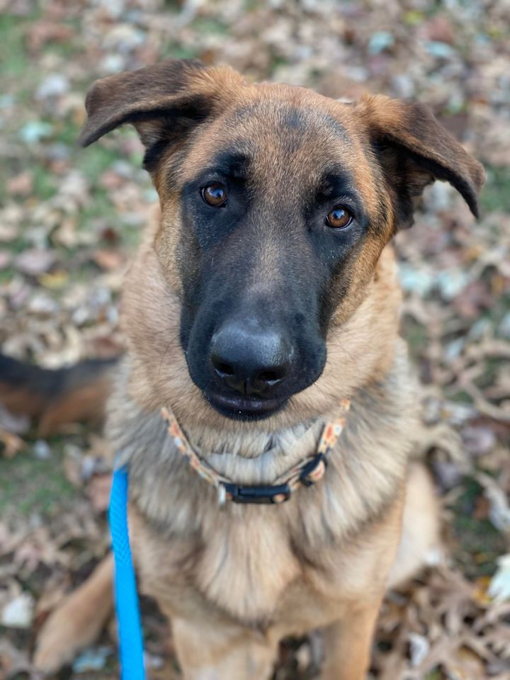 Liam , an adoptable German Shepherd Dog in Chesterfield, MO_image-1