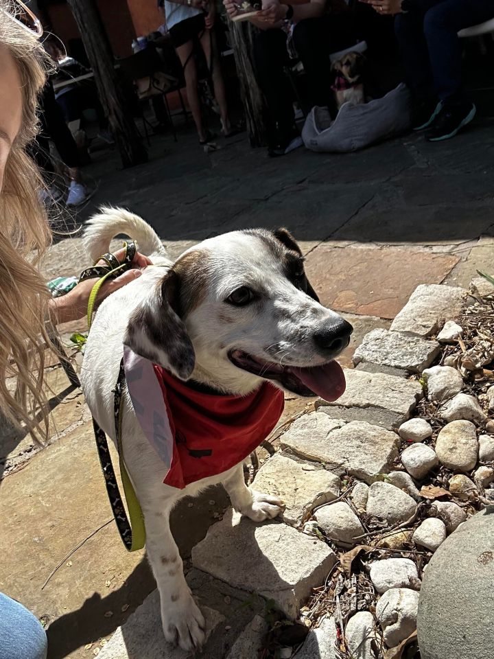 Putsie, an adoptable Chihuahua Mix in Lacey, WA_image-1