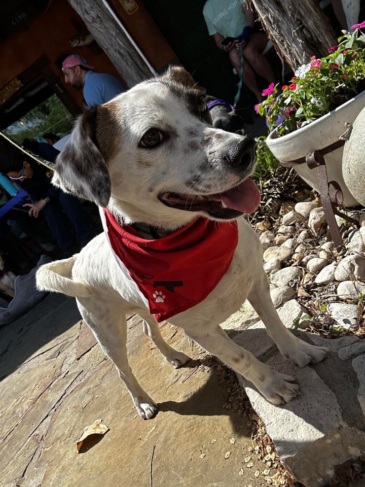 Putsie, an adoptable Chihuahua Mix in Lacey, WA_image-2