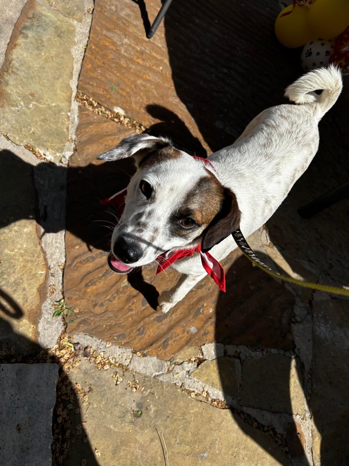 Putsie, an adoptable Chihuahua Mix in Lacey, WA_image-3