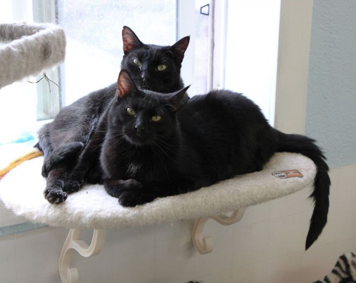 Kevin & Samuel- Bonded Pair, an adoptable Domestic Short Hair Mix in Anchorage, AK_image-1